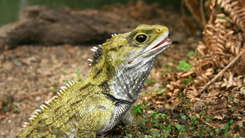 The “behind the scenes” Tuatara Encounter at the West Coast Wildlife Centre in Franz Josef, West Coast of New Zealand, is a fascinating exclusive tour. Here you can view up-close the prehistoric tuatara that is endemic only to New Zealand.